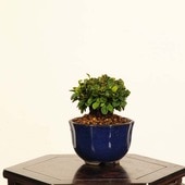 ߺϡڡʤ᤮᥮* ʪ Berberis thunbergii Megi bonsai ߥߺ