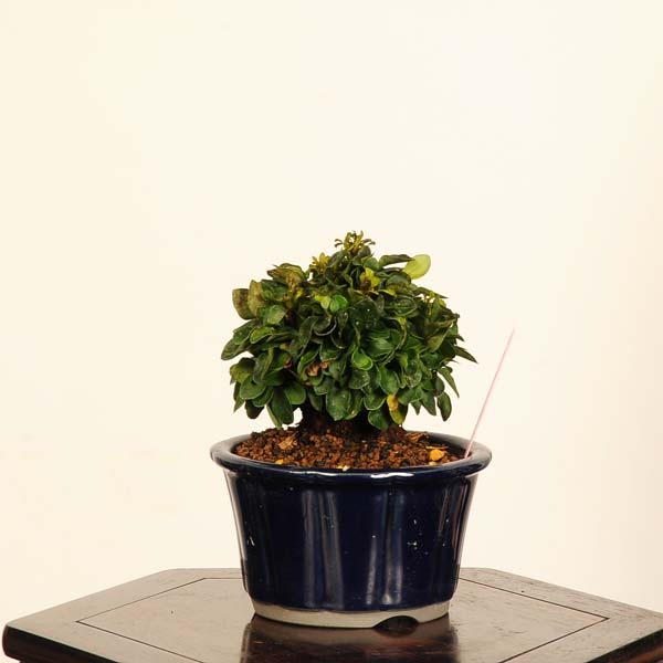 盆栽：目木（めぎ・メギ）*現品 一点物 Berberis thunbergii Megi