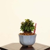 ߺϡڡʤ᤮᥮* ʪ Berberis thunbergii Megi bonsai ߥߺ