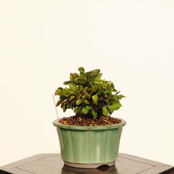 �ߺϡ����ڡʤ᤮���᥮��*���� ����ʪ Berberis thunbergii Megi bonsai �ߥ��ߺ�