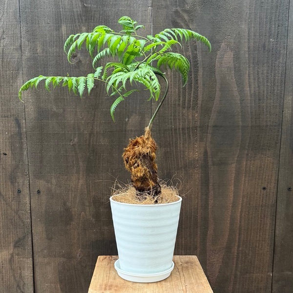 観葉植物 キンモウコウ：ゴールデンモンキー タカワラビ*金毛狗 5号