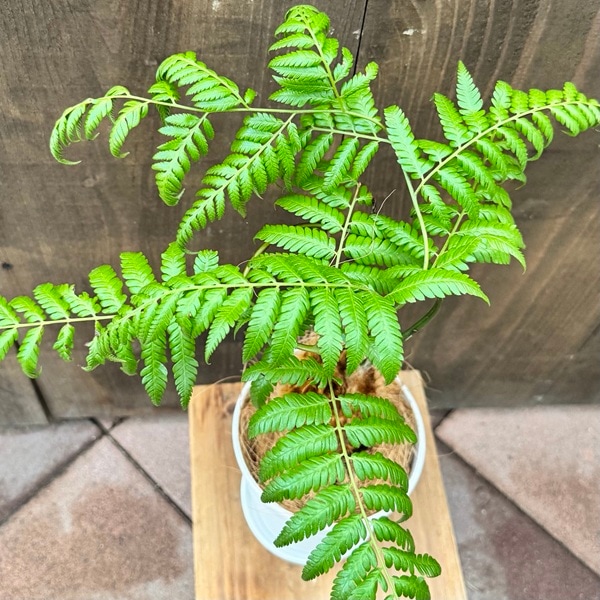 観葉植物 キンモウコウ：ゴールデンモンキー タカワラビ*金毛狗 5号