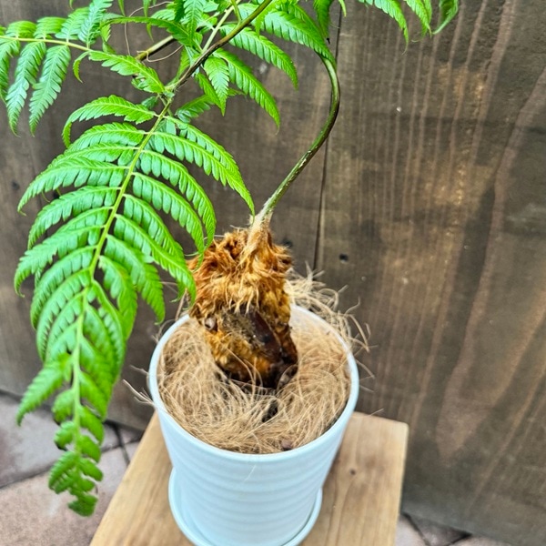 観葉植物 キンモウコウ：ゴールデンモンキー タカワラビ*金毛狗 5号