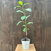 ���տ�ʪ���Х��Х� �����󥽥˥� �ǥ���������*���եꥫ�Х��Х�