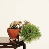 �ߺ� �������������վ�* ����ʪ������ ���褦�ޤġ����襦�ޥġ�Goyoumatsu bonsai �ߥ��ߺ�