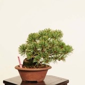 ߺ վ* (ȭͭ)ʪ 褦ޤġ襦ޥġGoyoumatsu bonsai ߥߺ