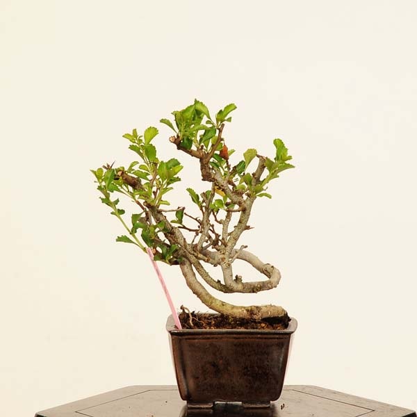 �ߺϡ�Ĺ����(���祦����Х�)*���� ����ʪ ���礦����Ф���Cyoujyubai bonsai �ߥ��ߺϡ�
