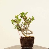 ߺϡĹ(祦Х)* ʪ 礦ФCyoujyubai bonsai ߥߺϡ