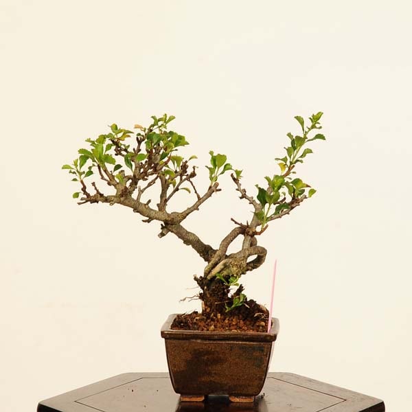 �ߺϡ�Ĺ����(���祦����Х�)*���� ����ʪ ���礦����Ф���Cyoujyubai bonsai �ߥ��ߺϡ�