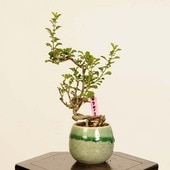 ߺϡĹ(祦Х)* ʪ 礦ФCyoujyubai bonsai ߥߺϡ