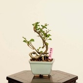 ߺϡĹ(祦Х)* ʪ 礦ФCyoujyubai bonsai ߥߺϡ