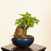 ߺϡ*ʪ  ǡǡKaede bonsai   Acer ߥߺ