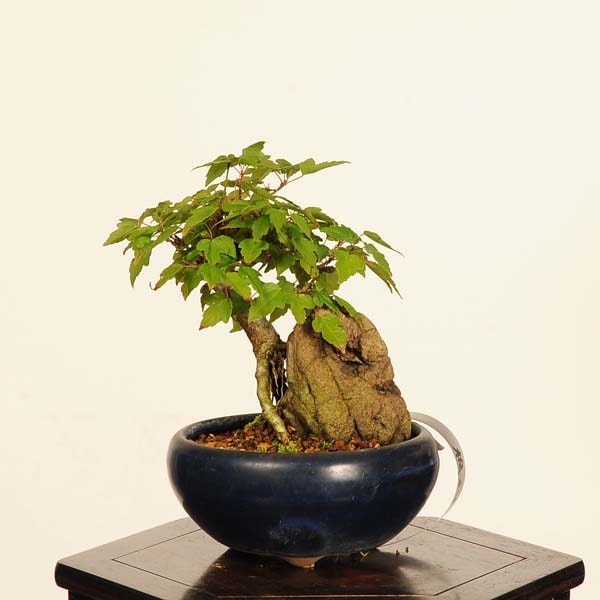 盆栽：楓石付*一点物 現品 かえで カエデ Kaede bonsai Acer