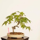 ߺϡ* ʪ ߤߥMomiji bonsai ߺ