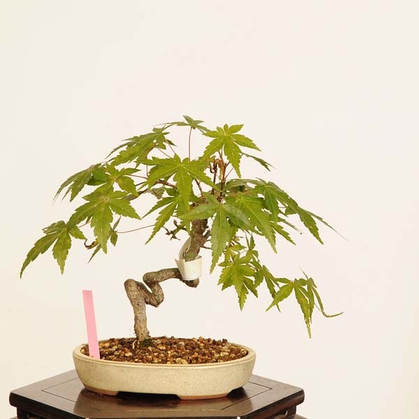 Yshsugawara69小品盆栽山紅葉 Yshsugawara69小品盆栽山紅葉 山もみじ A1454☆葉物 紅葉 小品盆栽☆「送料