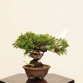 ߺϡ *  ʪ Ѥѥ Sabina chinesisShinpaku bonsai ߥߺ