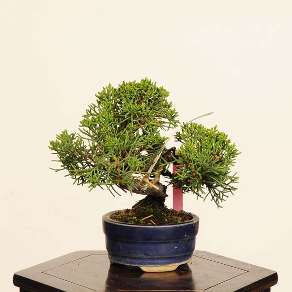 盆栽：真柏 *現品 一点物 しんぱく シンパク Sabina chinesis Shinpaku