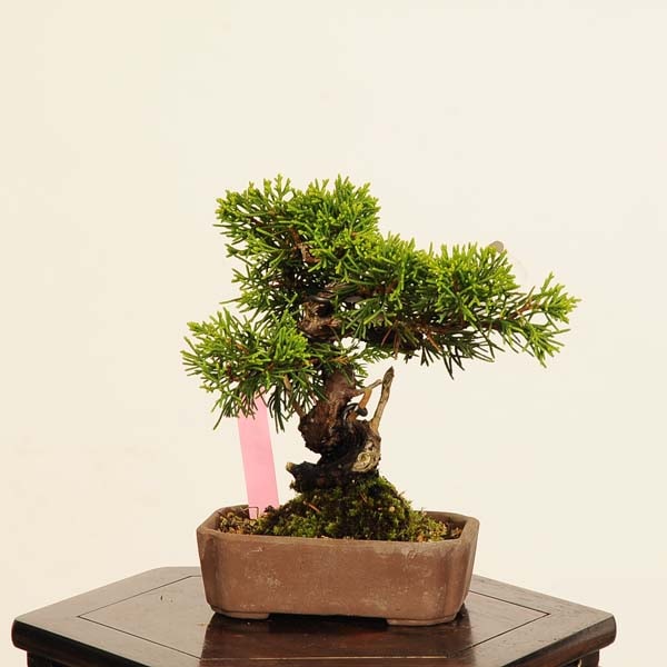 盆栽：真柏 *現品 一点物 しんぱく シンパク Sabina chinesis Shinpaku
