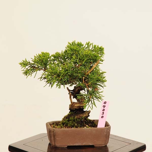 盆栽：真柏 *現品 一点物 しんぱく シンパク Sabina chinesis Shinpaku