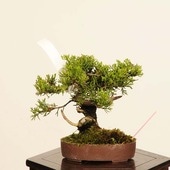 �ߺϡ������� ����* ����Ѥ�������ѥ� Sabina chinesis��Shinpaku bonsai �����ߺ�