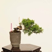 ߺϡ *  ʪ Ѥѥ Sabina chinesisShinpaku bonsai ߥߺ