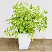  տʪƥ쥪ڥޥࡡ饤*ץݥå