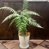 տʪ ⥦ǥ󥭡 *Ӷ 8  䥷 ʤϤ