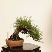 �ߺ� ���������Ϲ���* ���� ����ʪ �����ޤġ������ޥġ�Kuromatsu bonsai �����ߺ�