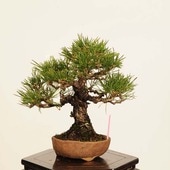 �ߺ� ���������Ϲ���* ���� ����ʪ �����ޤġ������ޥġ�Kuromatsu bonsai �����ߺ�