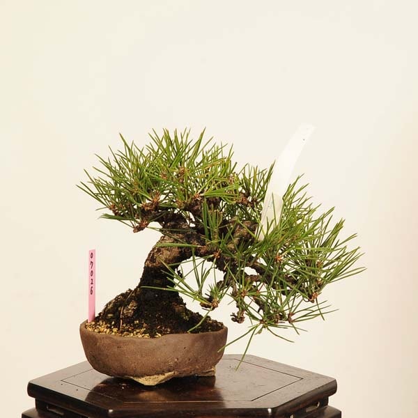 �ߺ� ���������Ϲ���* ���� ����ʪ �����ޤġ������ޥġ�Kuromatsu bonsai �����ߺ�