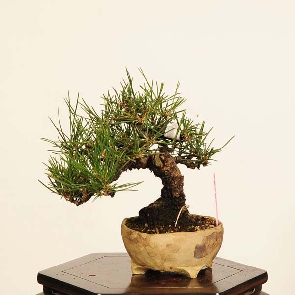 �ߺ� ���������Ϲ���* ���� ����ʪ �����ޤġ������ޥġ�Kuromatsu bonsai �����ߺ�