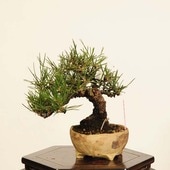 ߺ Ϲ*  ʪ ޤġޥġKuromatsu bonsai ߺ