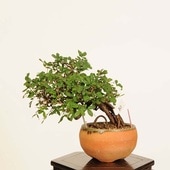 �ߺϡ������(��줹����)*���� ����ʪ ��쥹���ᡡMuresuzume bonsai �����ߺ�
