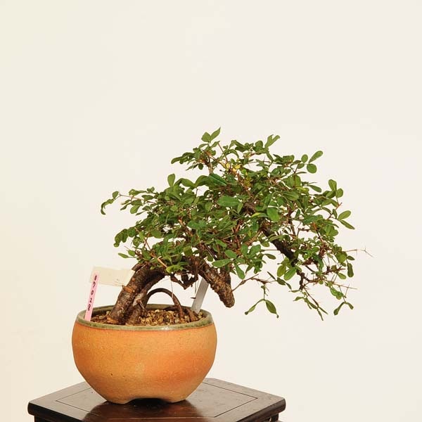 盆栽：金雀花(むれすずめ)*現品 一点物 ムレスズメ Muresuzume bonsai