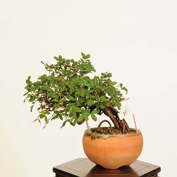 盆栽：金雀花(むれすずめ)*現品 一点物 ムレスズメ Muresuzume bonsai