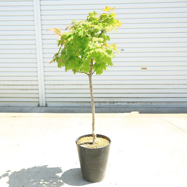 ���ڡ����ڡ��������ߤ������Ĳ���ߥ���*�����䥫���ǡ����ա��ż��ץ饹���å�ȭ���������ʸ¤ꡪ��ޥ���ȯ��