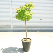 ڡڡߤĲߥ*䥫ǡաżץ饹åȭʸ¤ꡪޥȯ