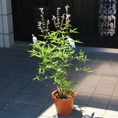 ڡڡġΥ˥󥸥ܥ*֡ ԥ󥯲֡6