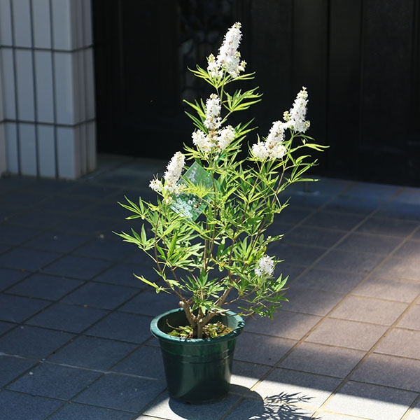 ڡڡġΥ˥󥸥ܥ*֡6