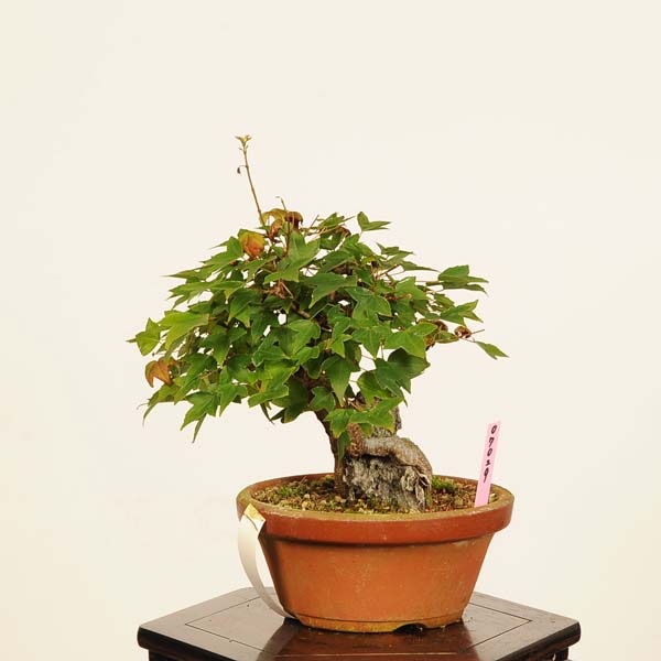 盆栽：楓石付*現品 一点物 かえで カエデ Kaede bonsai Acer 小品盆栽