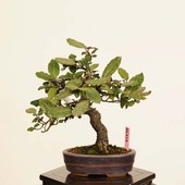 �ߺϡ�������*������ ����ʪ ���󥰥ߡ�Kangumi bonsai Elaeagnus�������ߺ�