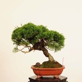 �ߺϡ����������� *���� ����ʪ ����Ѥ�������ѥ� Sabina chinesis��Shinpaku bonsai �����ߺ�