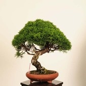 �ߺϡ����������� *����  ����ʪ ����Ѥ�������ѥ� Sabina chinesis��Shinpaku bonsai �����ߺ�