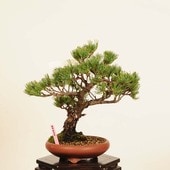 ߺϡվ* ʪ 褦ޤġ襦ޥġGoyoumatsu bonsai ߺ