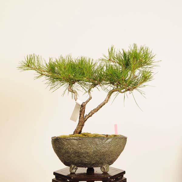盆栽：赤松（アカマツ）*現品 一点物 あかまつ Akamatsu bonsai 中品