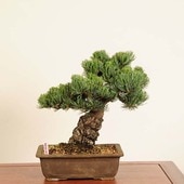 【中品　五葉松盆栽】真柏 　　　　⭕特価品❗ 松柏盆栽内の商品一覧 | 雨竹亭オンラインショップ