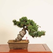 大品 五葉松盆栽】真柏 ⭕KT【断捨離中】❗ 太*一