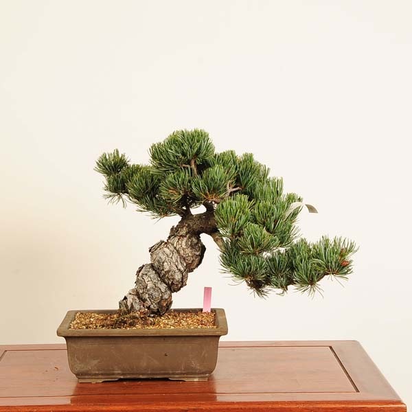 盆栽：宮島五葉松*現品 一点物 ごようまつ ゴヨウマツ Goyoumatsu
