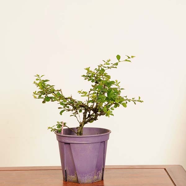 �ߺ��Ǻ��ġ����Ĺ���� *���� ����ʪ ���祦����Х���chojyubai bonsai �����ߺ�