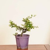 �ߺ��Ǻ��ġ����Ĺ���� *���� ����ʪ ���祦����Х���chojyubai bonsai �����ߺ�